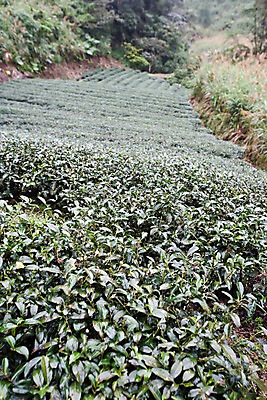 포토 JPG 주간 식물 해외풍경 해외 아시아 잎 밭 자연 풍경 사람없음 야외 경작 농사 차 대만 차밭 핑린차 국내포토 자연요소 나라 음료 농업 차_음료 생태계 파일형식