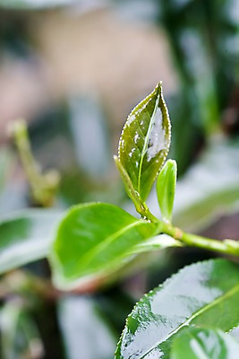 포토 JPG 주간 식물 해외풍경 해외 아시아 잎 자연 사람없음 야외 아웃포커스 차 대만 차밭 핑린차 국내포토 자연요소 나라 음료 밭 촬영기법 풍경 차_음료 생태계 파일형식