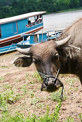 포토 JPG 주간 동물 아시아 포유류 초식동물 사람없음 야외 강 가축 소 강가 라오스 고삐 선박 국내포토 자연요소 나라 수상교통 파일형식