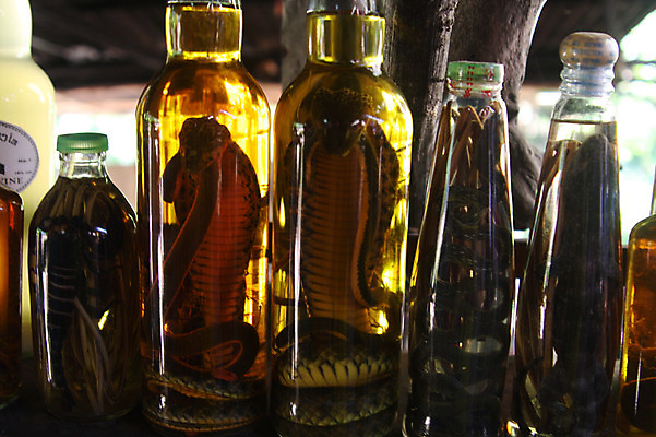 포토 JPG 동물 해외풍경 해외 아시아 음식 술병 유리병 사람없음 뱀 병 라오스 뱀술 국내포토 식기 나라 파충류 병_용기 주류 풍경 파일형식