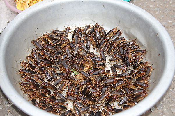 포토 JPG 주간 동물 해외풍경 해외 그릇 아시아 음식 곤충 식재료 사람없음 야외 판매 시장 벌레 라오스 재래시장 대야 노점 식용 식용벌레 전통시장 국내포토 자연요소 전통 식기 나라 풍경 상점 파일형식