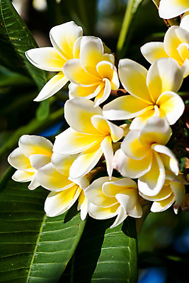 포토 JPG 주간 나무 식물 꽃 아시아 여러송이 다수 잎 나뭇잎 사람없음 야외 아웃포커스 노란색 개화 꽃봉오리 발리 인도네시아 플루메리아 만개 국내포토 자연요소 나라 컬러 섬 촬영기법 파일형식