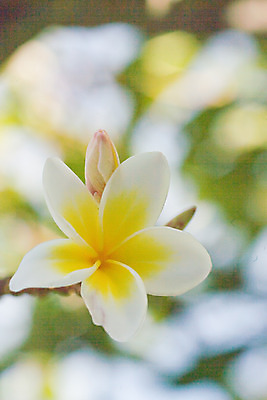 포토 JPG 주간 나무 식물 꽃 아시아 한송이 근접촬영 사람없음 야외 아웃포커스 노란색 개화 꽃봉오리 발리 인도네시아 플루메리아 만개 국내포토 자연요소 1 나라 뷰포인트 컬러 섬 촬영기법 송이 파일형식