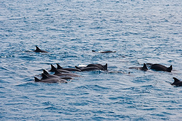 포토 JPG 주간 동물 해외풍경 해외 아시아 파도 바다 이동 포유류 사람없음 야외 평화 수영 수면 돌고래 발리 인도네시아 국내포토 자연요소 나라 섬 컨셉 풍경 물 수중동물 수상스포츠 파일형식