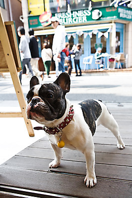 포토 JPG 주간 동물 한마리 해외풍경 해외 아시아 거리 거리풍경 사람 풍경 성인 야외 아웃포커스 도시풍경 상점 일본 도시 보행자 개 강아지 도쿄 불독 반려 프렌치불독 성인만 국내포토 자연요소 1 나라 포유류 촬영기법 반려동물 파일형식