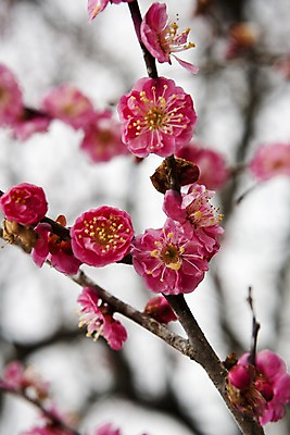 포토 JPG 주간 나무 식물 해외 꽃 아시아 분홍색 사람없음 야외 아웃포커스 일본 나뭇가지 개화 매화 매화나무 만개 이바라키 국내포토 자연요소 나라 컬러 촬영기법 파일형식