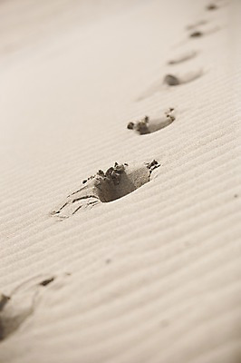 포토 JPG 주간 해외풍경 해외 아시아 모래 백그라운드 무늬 패턴 자연 풍경 사람없음 야외 일본 발자국 모래언덕 돗토리 국내포토 자연요소 나라 자국 언덕 생태계 파일형식