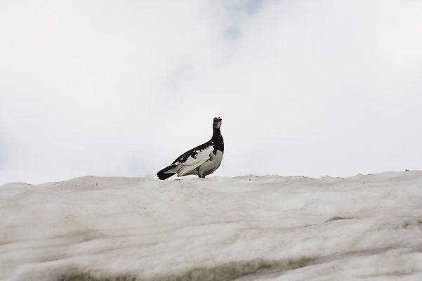 포토 JPG 주간 동물 한마리 해외풍경 해외 계절 아시아 겨울 조류 하늘 산 풍경 사람없음 야외 일본 눈 도야마 국내포토 자연요소 1 나라 날씨 파일형식