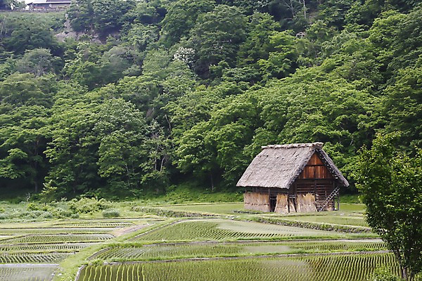 포토 JPG 주간 나무 식물 해외풍경 해외 건축물 아시아 고건축 일본문화 자연 산 논 풍경 사람없음 야외 건물 농경지 일본 숲속 숲 창고 저장 도야마 국내포토 자연요소 동양문화 건축 나라 외국문화 농업 농장 생태계 파일형식