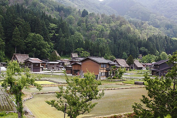 포토 JPG 주간 나무 식물 해외풍경 해외 건축물 아시아 고건축 일본문화 자연 산 주택 논 사람 풍경 여러명 야외 건물 농경지 마을 일본 숲속 숲 이층집 도야마 국내포토 자연요소 동양문화 건축 나라 외국문화 다수 농업 농장 생태계 파일형식