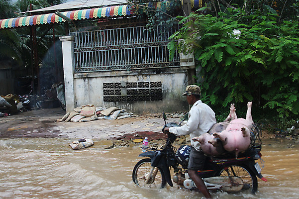포토 JPG 주간 동물 해외풍경 해외 남자 아시아 육상교통 교통수단 이동 두마리 주택 한명 사람 동양인 풍경 성인 야외 건물 물 오토바이 돼지 홍수 캄보디아 수해 남자만 남자한명만 성인남자만 성인만 국내포토 자연요소 1 건축물 나라 교통 컨셉 2 포유류 인종 바이크 자연재해 파일형식