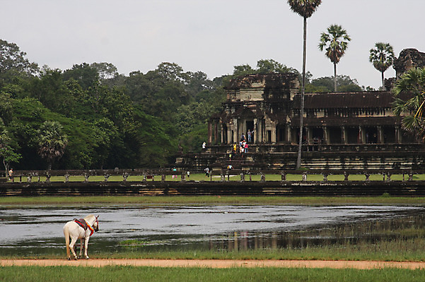 포토 JPG 주간 나무 식물 동물 한마리 해외풍경 해외 건축물 아시아 종교 불교 건축양식 유적지 석조 이끼 사람 풍경 여러명 야외 물 관광지 반사 여행객 돌_바위 연못 말_동물 빈티지 사찰 사원 캄보디아 앙코르와트 브라만교 해자 국내포토 자연요소 1 건축 나라 여행 다수 컨셉 고건축 비즈니스 포유류 종교건축 성 파일형식