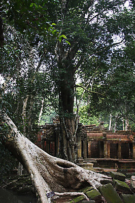 포토 JPG 주간 나무 식물 해외풍경 해외 건축물 아시아 종교 불교 건축양식 유적지 벽돌 석조 풍경 사람없음 야외 관광지 돌_바위 빈티지 사찰 사원 큼 캄보디아 앙코르와트 넘어짐 브라만교 쓰러짐 국내포토 자연요소 건축 나라 여행 컨셉 고건축 비즈니스 종교건축 모션 크기 파일형식