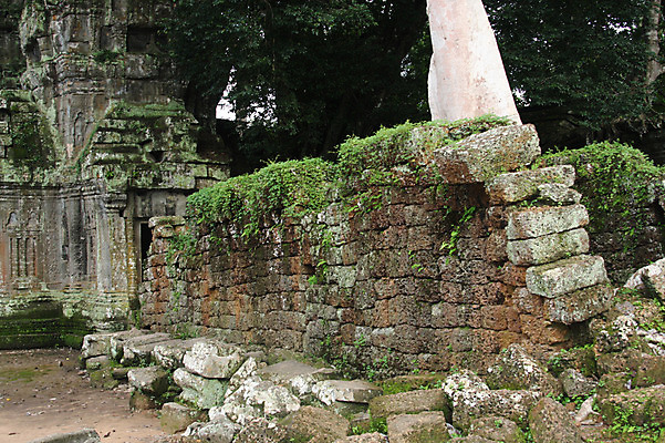 포토 JPG 주간 나무 식물 해외풍경 해외 건축물 아시아 종교 불교 건축양식 유적지 석조 이끼 풍경 사람없음 야외 관광지 담장 쌓기 탑 돌_바위 빈티지 사찰 사원 캄보디아 앙코르와트 브라만교 국내포토 자연요소 건축 나라 여행 컨셉 고건축 비즈니스 종교건축 모션 파일형식