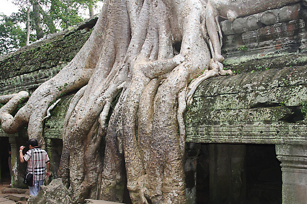포토 JPG 주간 나무 해외풍경 해외 건축물 남자 아시아 종교 벽 불교 건축양식 창문 유적지 석조 이끼 외벽 한명 사람 풍경 성인 야외 뒷모습 관광지 여행객 돌_바위 빈티지 사찰 사원 큼 뿌리 캄보디아 앙코르와트 브라만교 남자만 남자한명만 성인남자만 성인만 국내포토 자연요소 식물 1 건축 나라 뷰포인트 여행 컨셉 고건축 비즈니스 종교건축 크기 파일형식
