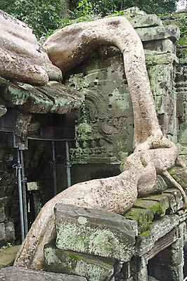 포토 JPG 주간 나무 해외풍경 해외 건축물 아시아 종교 벽 불교 건축양식 유적지 석조 이끼 외벽 풍경 사람없음 야외 관광지 돌_바위 빈티지 사찰 사원 큼 뿌리 캄보디아 앙코르와트 브라만교 국내포토 자연요소 식물 건축 나라 여행 컨셉 고건축 비즈니스 종교건축 크기 파일형식