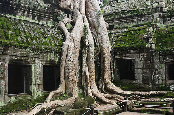 포토 JPG 주간 나무 해외풍경 해외 건축물 아시아 종교 벽 불교 건축양식 창문 유적지 석조 이끼 외벽 풍경 사람없음 야외 관광지 돌_바위 빈티지 사찰 사원 큼 뿌리 캄보디아 앙코르와트 브라만교 국내포토 자연요소 식물 건축 나라 여행 컨셉 고건축 비즈니스 종교건축 크기 파일형식