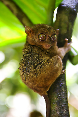 포토 JPG 주간 나무 동물 한마리 해외풍경 해외 아시아 섬 잎 자연 매달리기 필리핀 풍경 사람없음 야외 아웃포커스 귀여움 놀람 원숭이 숲 휴양지 보홀 안경원숭이 국내포토 자연요소 식물 1 감정 나라 컨셉 포유류 모션 촬영기법 표정 동남아시아 장소 생태계 파일형식