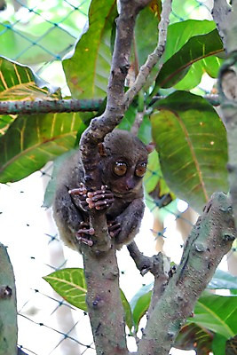 포토 JPG 주간 나무 동물 한마리 해외풍경 해외 아시아 섬 잎 자연 매달리기 동물원 필리핀 풍경 사람없음 야외 아웃포커스 귀여움 놀람 원숭이 숲 휴양지 철망 보홀 안경원숭이 국내포토 자연요소 식물 1 감정 나라 컨셉 포유류 모션 촬영기법 표정 동남아시아 장소 생태계 파일형식