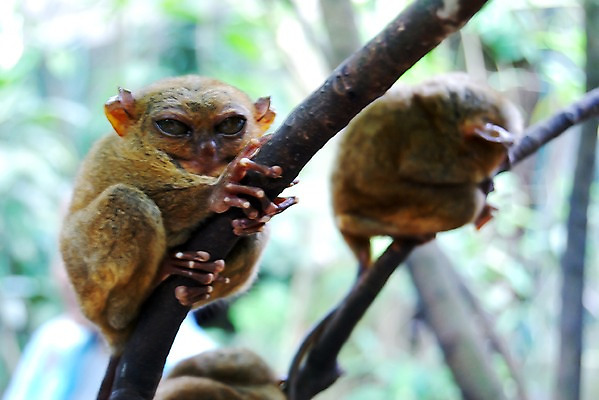 포토 JPG 주간 나무 동물 해외풍경 해외 아시아 섬 두마리 자연 매달리기 필리핀 풍경 사람없음 야외 아웃포커스 분노 나뭇가지 원숭이 잠 숲 무서움 휴양지 보홀 안경원숭이 국내포토 자연요소 식물 감정 나라 2 포유류 모션 촬영기법 동남아시아 장소 생태계 파일형식
