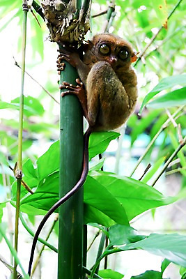 포토 JPG 주간 나무 동물 한마리 해외풍경 해외 아시아 섬 잎 자연 매달리기 필리핀 풍경 사람없음 야외 아웃포커스 귀여움 놀람 원숭이 숲 휴양지 보홀 안경원숭이 국내포토 자연요소 식물 1 감정 나라 컨셉 포유류 모션 촬영기법 표정 동남아시아 장소 생태계 파일형식