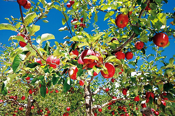 포토 JPG 주간 나무 식물 열매 아시아 과일 나뭇잎 한국 풍경 근접촬영 사람없음 야외 아웃포커스 나뭇가지 사과 사과나무 영주 국내포토 자연요소 나라 뷰포인트 잎 촬영기법 경상북도 파일형식