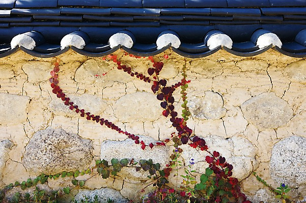 포토 JPG 주간 식물 아시아 고건축 기와 풍경 사람없음 야외 담장 담쟁이덩굴 선비촌 영주 국내포토 자연요소 한국전통 건축물 나라 덩굴 경상북도 파일형식