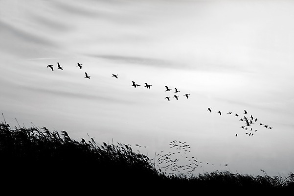 포토 JPG 식물 동물 실루엣 아시아 자연 조류 하늘 한국 풍경 사람없음 야외 풀 야간 철새 순천 국내포토 자연요소 나라 촬영기법 전라남도 생태계 파일형식