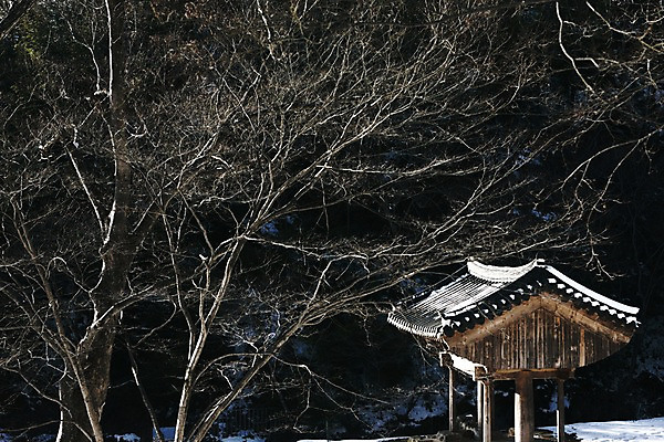포토 JPG 나무 식물 아시아 자연 한국 풍경 사람없음 야외 야간 정자 화순 국내포토 자연요소 건축물 나라 전라남도 생태계 파일형식