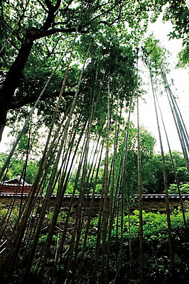 포토 JPG 주간 나무 식물 아시아 로우앵글 자연 한국 풍경 사람없음 야외 건물 담장 대나무 김제 국내포토 자연요소 건축물 나라 뷰포인트 생태계 파일형식