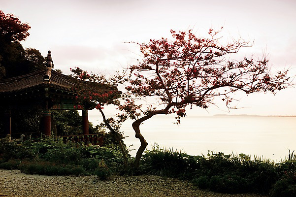포토 JPG 주간 나무 식물 아시아 바다 종교건축 자연 한국 풍경 사람없음 야외 정자 김제 국내포토 자연요소 건축물 건축 나라 생태계 파일형식