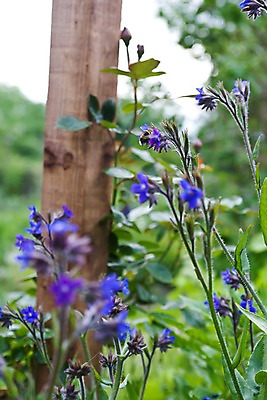 포토 JPG 주간 나무 식물 해외풍경 해외 꽃 유럽 영국 웨일즈 거리 거리풍경 풍경 사람없음 야외 아웃포커스 보라색 기둥 노천 녹지 국내포토 자연요소 건축 나라 컬러 촬영기법 파일형식