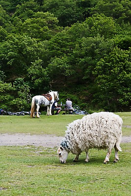 포토 JPG 주간 나무 식물 동물 해외풍경 해외 남자 유럽 두마리 벤치 의자 영국 웨일즈 대화 사람 앉기 풍경 초원 성인 야외 두명 뒷모습 아웃포커스 농장 마주보기 자전거 목장 양 말_동물 풀 축산업 숲 먹이 방목 먹기 남자만 성인남자만 성인만 국내포토 자연요소 나라 산업 뷰포인트 가구 2 농업 포유류 모션 촬영기법 말하기 바이크 파일형식