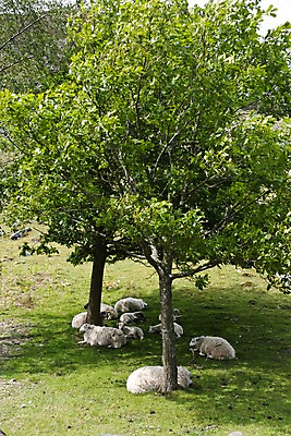 포토 JPG 주간 나무 식물 동물 해외풍경 해외 유럽 여러마리 영국 웨일즈 풍경 잔디 초원 사람없음 야외 아웃포커스 농장 목장 잠 양 풀 수면 축산업 그늘 방목 국내포토 자연요소 나라 산업 다수 농업 포유류 촬영기법 물 파일형식