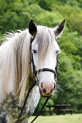 포토 JPG 주간 나무 식물 동물 한마리 해외풍경 해외 유럽 벤치 의자 영국 웨일즈 풍경 사람없음 야외 아웃포커스 농장 목장 끈 말_동물 숲 갈기 고삐 국내포토 자연요소 1 나라 가구 농업 포유류 촬영기법 파일형식