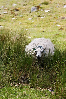 포토 JPG 주간 식물 동물 한마리 해외풍경 해외 유럽 영국 풍경 초원 사람없음 야외 아웃포커스 농장 목장 양 풀 축산업 방목 국내포토 자연요소 1 나라 산업 농업 포유류 촬영기법 파일형식