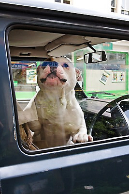 포토 JPG 주간 동물 한마리 해외풍경 해외 유럽 창문 자동차 영국 웨일즈 거리 거리풍경 사람없음 야외 오픈 개 차 강아지 승차 불독 반려 국내포토 자연요소 1 나라 음료 육상교통 포유류 모션 풍경 반려동물 파일형식