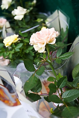 포토 JPG 주간 식물 해외풍경 해외 꽃 유럽 분홍색 영국 웨일즈 사람없음 야외 아웃포커스 장미 상점 전시 시장 국내포토 자연요소 나라 컬러 촬영기법 풍경 파일형식