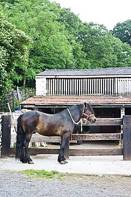 포토 JPG 주간 동물 한마리 해외풍경 해외 건축물 유럽 영국 웨일즈 풍경 사람없음 야외 건물 옆모습 울타리 농장 시골 말_동물 조랑말 마굿간 국내포토 자연요소 1 건축 나라 뷰포인트 농업 포유류 담장 외양간 파일형식