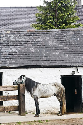 포토 JPG 주간 동물 한마리 해외풍경 해외 건축물 유럽 영국 웨일즈 풍경 사람없음 야외 건물 옆모습 울타리 농장 시골 말_동물 조랑말 마굿간 국내포토 자연요소 1 건축 나라 뷰포인트 농업 포유류 담장 외양간 파일형식