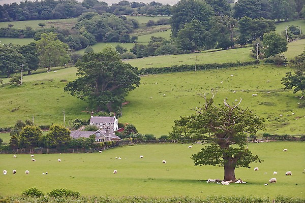 포토 JPG 주간 나무 식물 동물 해외풍경 해외 유럽 여러마리 영국 웨일즈 주택 풍경 초원 사람없음 야외 건물 울타리 농장 목장 시골 양 풀 먹이 방목 먹기 국내포토 자연요소 건축물 나라 다수 농업 포유류 모션 담장 축산업 파일형식