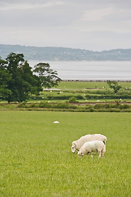 포토 JPG 주간 나무 식물 동물 구름 해외풍경 해외 유럽 새끼 바다 두마리 하늘 영국 웨일즈 풍경 초원 사람없음 야외 농장 목장 시골 양 풀 어미 먹이 방목 먹기 흐림 국내포토 자연요소 나라 2 농업 포유류 모션 날씨 축산업 파일형식