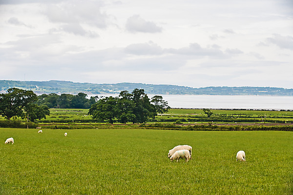 포토 JPG 주간 나무 식물 동물 구름 해외풍경 해외 유럽 바다 여러마리 하늘 영국 웨일즈 풍경 초원 사람없음 야외 농장 목장 시골 양 풀 먹이 방목 먹기 국내포토 자연요소 나라 다수 농업 포유류 모션 축산업 파일형식