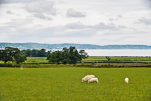 포토 JPG 주간 나무 식물 동물 구름 해외풍경 해외 유럽 바다 여러마리 하늘 영국 웨일즈 풍경 초원 사람없음 야외 농장 목장 시골 양 풀 먹이 방목 먹기 국내포토 자연요소 나라 다수 농업 포유류 모션 축산업 파일형식
