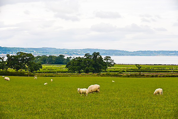 포토 JPG 주간 나무 식물 동물 구름 해외풍경 해외 유럽 바다 여러마리 하늘 영국 웨일즈 풍경 초원 사람없음 야외 농장 목장 시골 양 풀 먹이 방목 먹기 국내포토 자연요소 나라 다수 농업 포유류 모션 축산업 파일형식