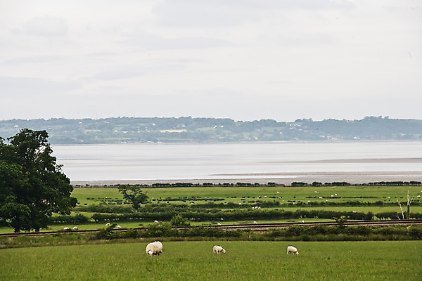 포토 JPG 주간 나무 식물 동물 해외풍경 해외 유럽 바다 하늘 영국 웨일즈 세마리 풍경 초원 사람없음 야외 농장 목장 시골 양 풀 먹이 방목 먹기 국내포토 자연요소 나라 농업 포유류 모션 3 축산업 파일형식