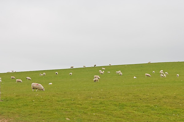 포토 JPG 주간 식물 동물 해외풍경 해외 유럽 여러마리 하늘 영국 웨일즈 풍경 초원 사람없음 야외 농장 목장 양 풀 먹이 방목 먹기 언덕 흐림 국내포토 자연요소 나라 다수 농업 포유류 모션 날씨 축산업 파일형식