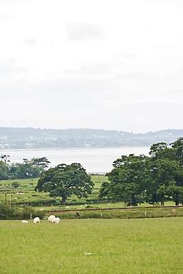 포토 JPG 주간 나무 식물 동물 해외풍경 해외 유럽 바다 여러마리 하늘 영국 웨일즈 풍경 초원 사람없음 야외 울타리 농장 목장 시골 양 풀 먹이 방목 먹기 국내포토 자연요소 나라 다수 농업 포유류 모션 담장 축산업 파일형식