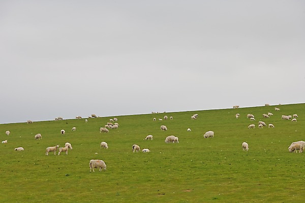 포토 JPG 주간 식물 동물 해외풍경 해외 유럽 여러마리 하늘 영국 웨일즈 풍경 초원 사람없음 야외 농장 목장 양 풀 먹이 방목 먹기 언덕 흐림 국내포토 자연요소 나라 다수 농업 포유류 모션 날씨 축산업 파일형식