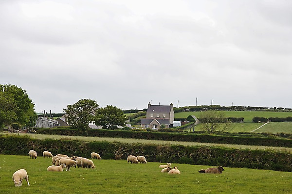 포토 JPG 주간 나무 식물 동물 해외풍경 해외 유럽 여러마리 영국 웨일즈 주택 풍경 초원 사람없음 야외 건물 울타리 농장 목장 시골 양 풀 먹이 방목 먹기 국내포토 자연요소 건축물 나라 다수 농업 포유류 모션 담장 축산업 파일형식